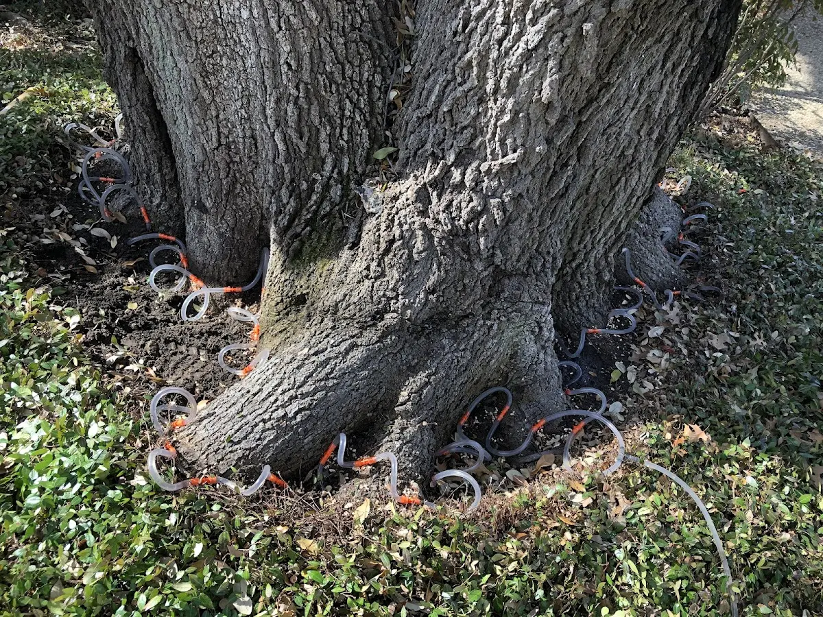 Detailed Tree Cabling and Bracing job site in Landers