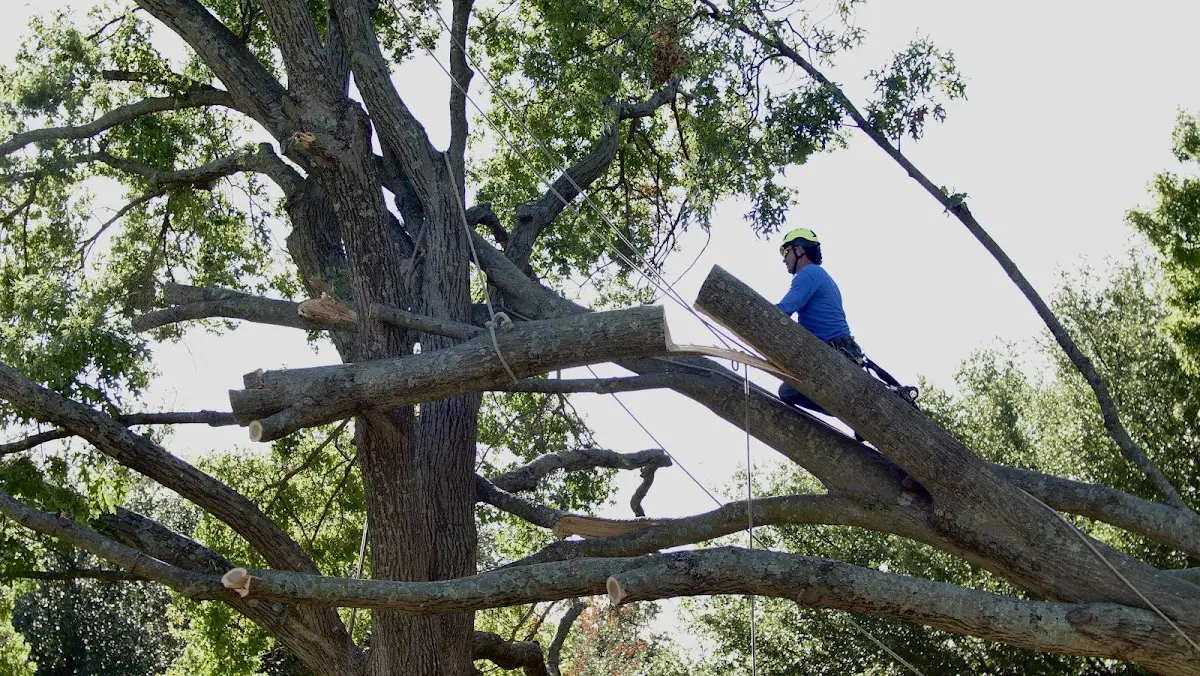 Professional Hazardous Tree Removal performed by certified arborists in Landers